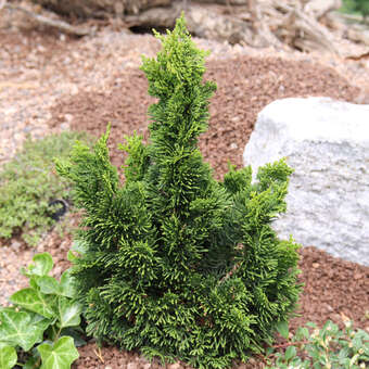 Chamaecyparis obtusa 'Rigid Dwarf'