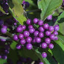 Callicarpa bodinieri giraldii - Schönfrucht