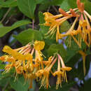 Lonicera tellmanniana - Schlingendes Geißblatt