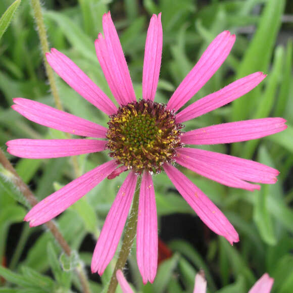 Echinacea tennesseensis 'Rocky Top': Bild 1/1 Echinacea tennesseensis 'Rocky Top': Bild 1/1