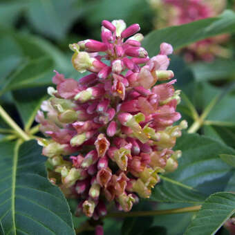 Aesculus pavia discolor