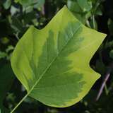 Liriodendron tulipifera 'Aureomarginatum' - Gelbbunter Tulpenbaum