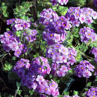 Androsace sarmentosa: Bild 2/4