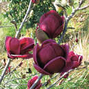 Großblumige Magnolie - Magnolia 'Genie'