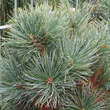 Pinus pumila 'Blue Mops': Bild 1/2
