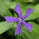 Vinca major 'Oxyloba' - Großes Immergrün