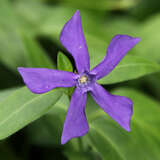 Vinca major 'Oxyloba' - Großes Immergrün