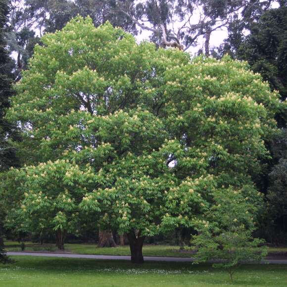 Aesculus flava: Bild 3/3