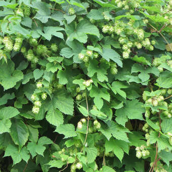 Humulus lupulus