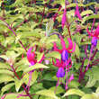 Fuchsia magellanica 'Genii': Bild 1/2