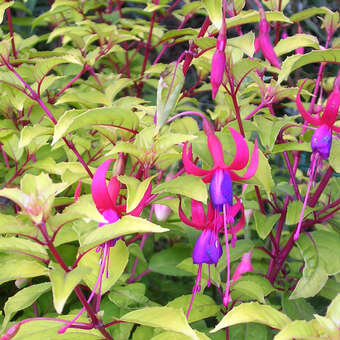 Fuchsia magellanica 'Genii'