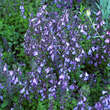 Teucrium chamaedrys: Bild 1/3