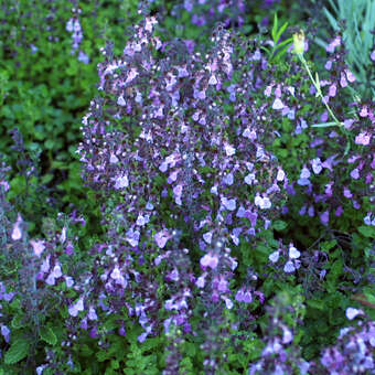 Teucrium chamaedrys