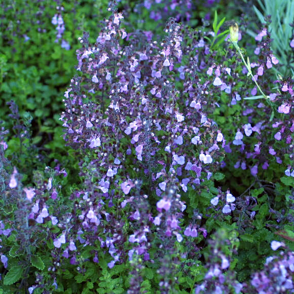 Teucrium chamaedrys: Bild 1/3 Teucrium chamaedrys: Bild 1/3