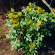Mahonia aquifolium: Bild 2/7