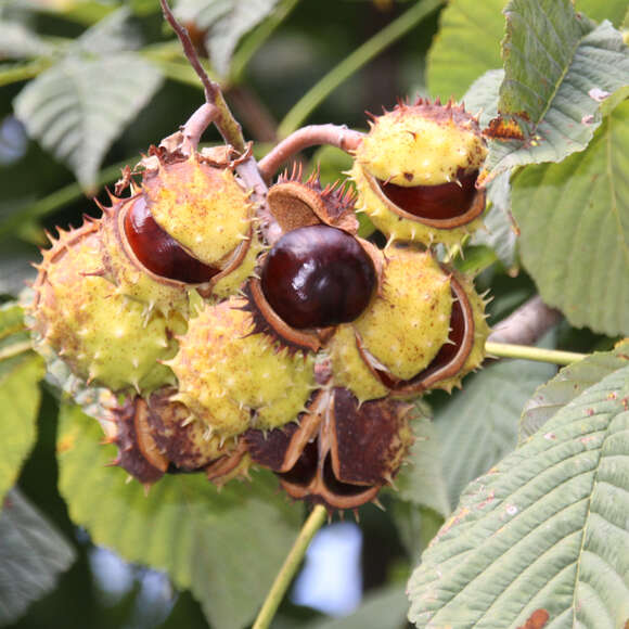 Aesculus hippocastanum: Bild 4/9 Aesculus hippocastanum: Bild 4/9