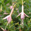 Fuchsia 'Whiteknight's Pearl': Bild 1/4