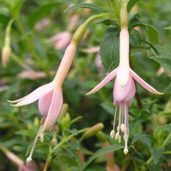 Fuchsia 'Whiteknight's Pearl'