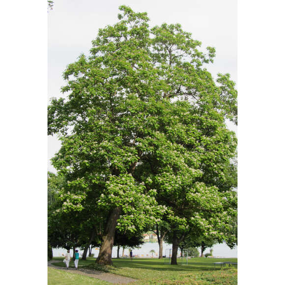Catalpa bignonioides: Bild 8/8 Catalpa bignonioides: Bild 8/8