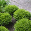 Buxus microphylla 'Herrenhausen': Bild 1/5