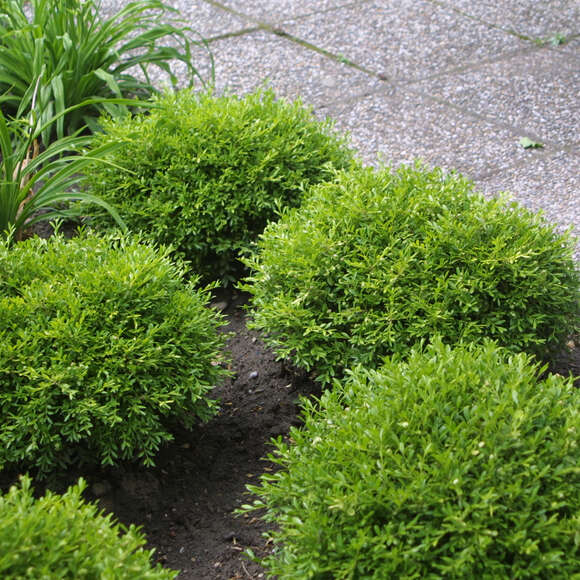 Buxus microphylla 'Herrenhausen': Bild 1/5