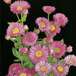 Erigeron 'Rosa Juwel': Bild 1/1
