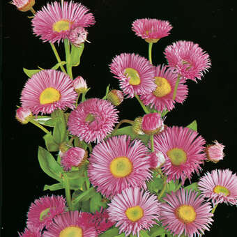 Erigeron 'Rosa Juwel'