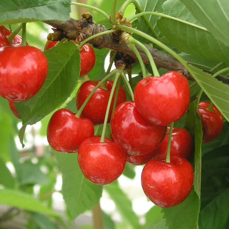 Kirsche Prunus av. 'Van'