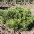 Pinus nigra 'Pygmaea': Bild 1/3