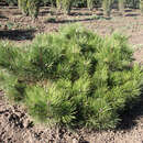 Pinus nigra 'Pygmaea' - Kugel-Schwarzföhre