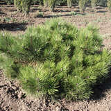 Pinus nigra 'Pygmaea' - Kugel-Schwarzföhre