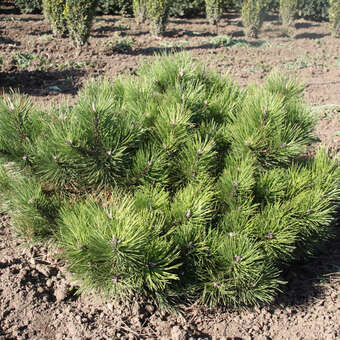 Pinus nigra 'Pygmaea'