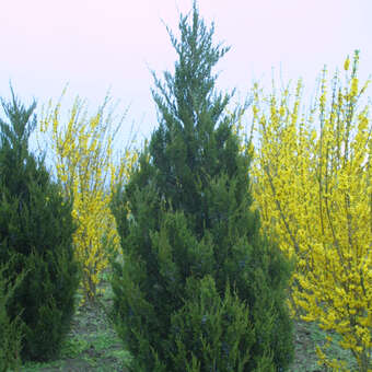 Juniperus chinensis 'Spartan'