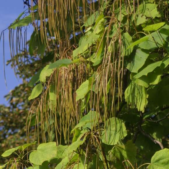 Catalpa bignonioides: Bild 4/8 Catalpa bignonioides: Bild 4/8