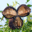 Xanthoceras sorbifolium: Bild 7/13