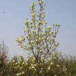 Magnolia 'Elizabeth': Bild 6/7