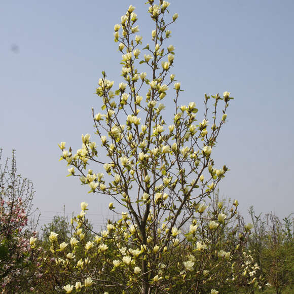 Magnolia 'Elizabeth': Bild 6/7 Magnolia 'Elizabeth': Bild 6/7
