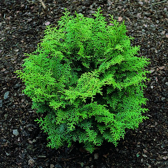 Chamaecyparis obtusa 'Graciosa'