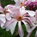 Baum-Sternmagnolie - Magnolia loebneri 'Leonard Messel'