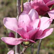 Magnolia 'Vulcan': Bild 5/9