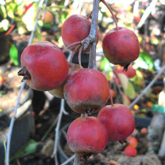 Malus 'Cheal's Weeping': Bild 4/6