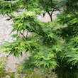 Acer palmatum 'Mikawa-yatsubusa': Bild 6/7