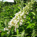 Buddleja davidii 'Marbled White' - Sommerflieder