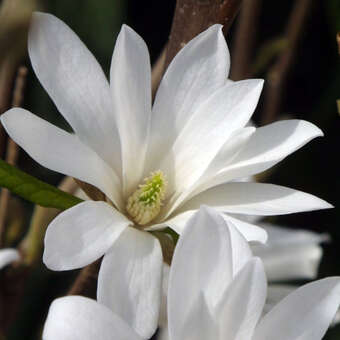 Magnolia loebneri 'Donna'