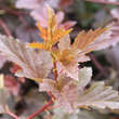 Physocarpus opulifolius 'Summer Wine': Bild 3/3