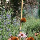 Bambusstab - Bambus Stab 90 cm