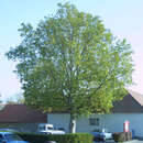 Platanus hispanica Dachform - Platane