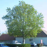 Platanus hispanica Dachform - Platane