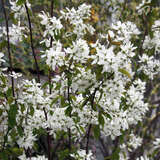 Amelanchier laevis 'Snowflakes' - Felsenbirne