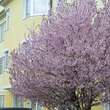 Prunus cerasifera 'Nigra': Bild 4/9